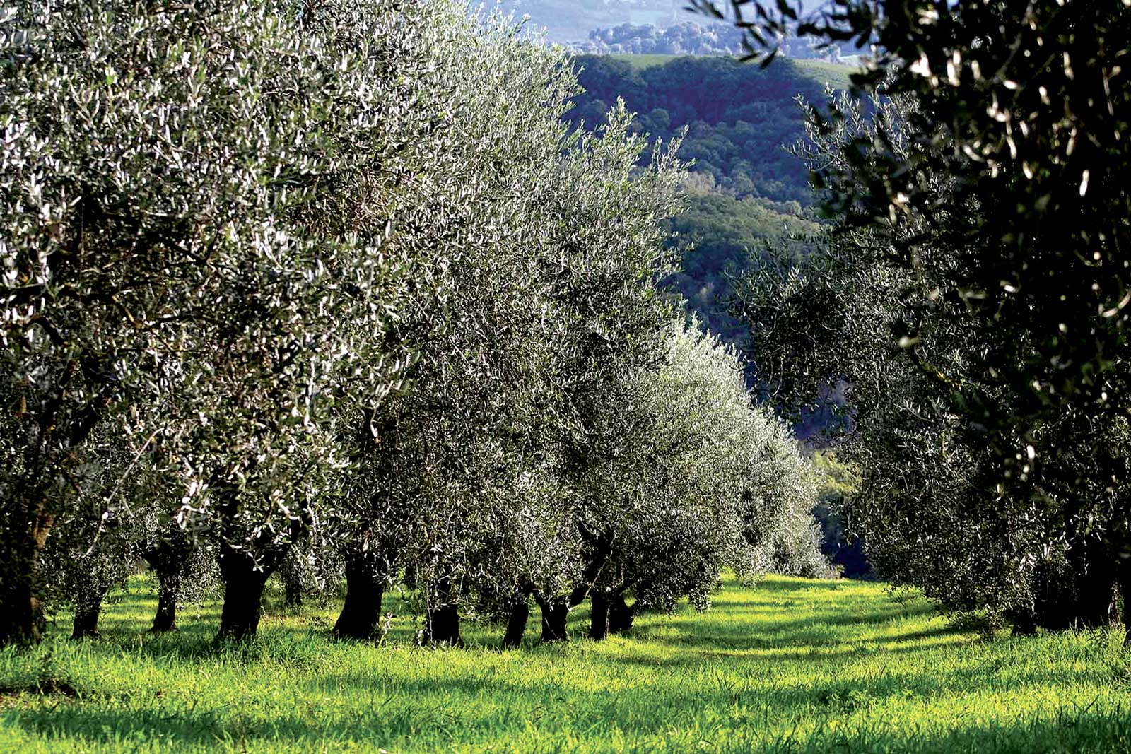 ulivi Montecampano Umbria tenuta olio donna sole